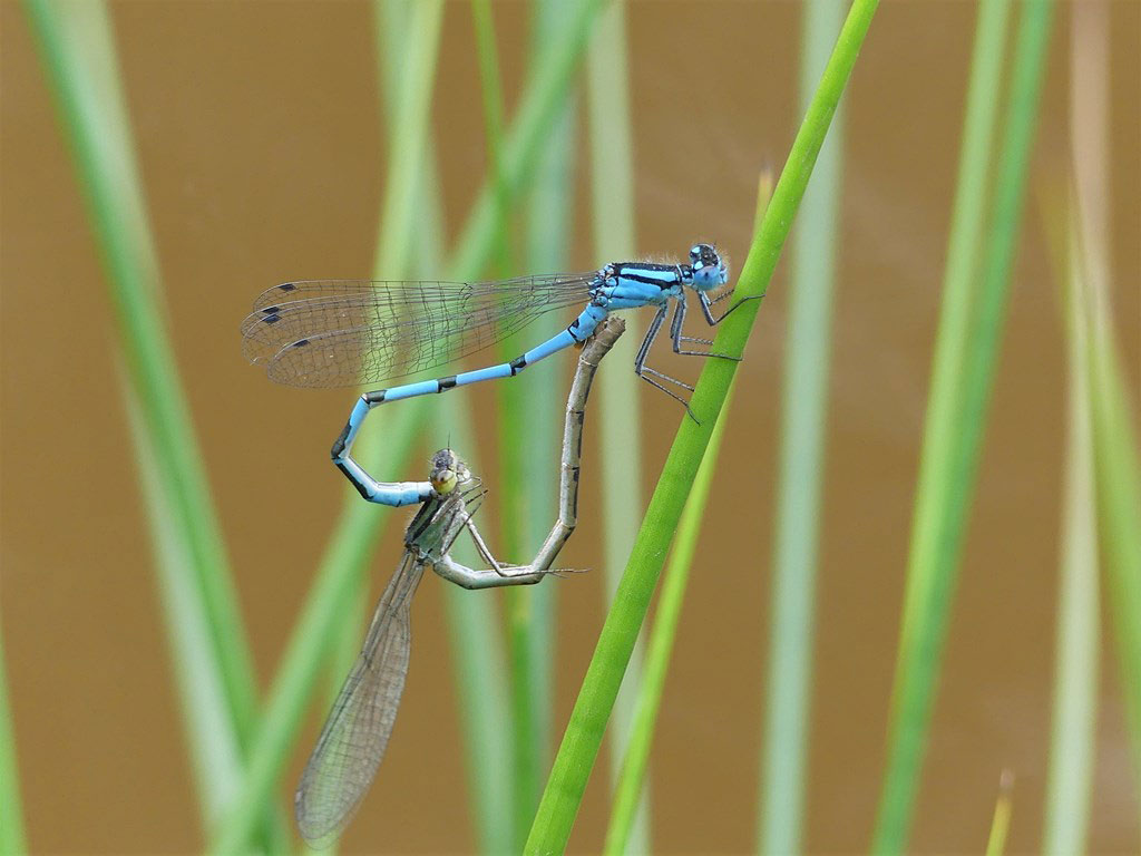 Enallagma_cyathigerum